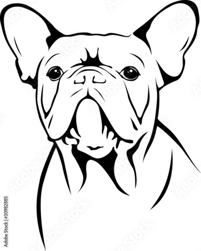 French Bulldog Portrait