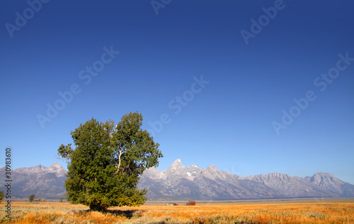 Lonely tree in the priaries of wyoming