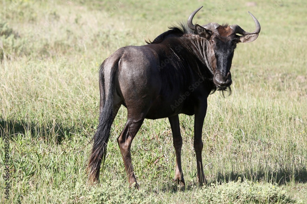 Portrait of a black wildebeest antelope in South Africa Portrait of a black wildebeest antelope in South Africa