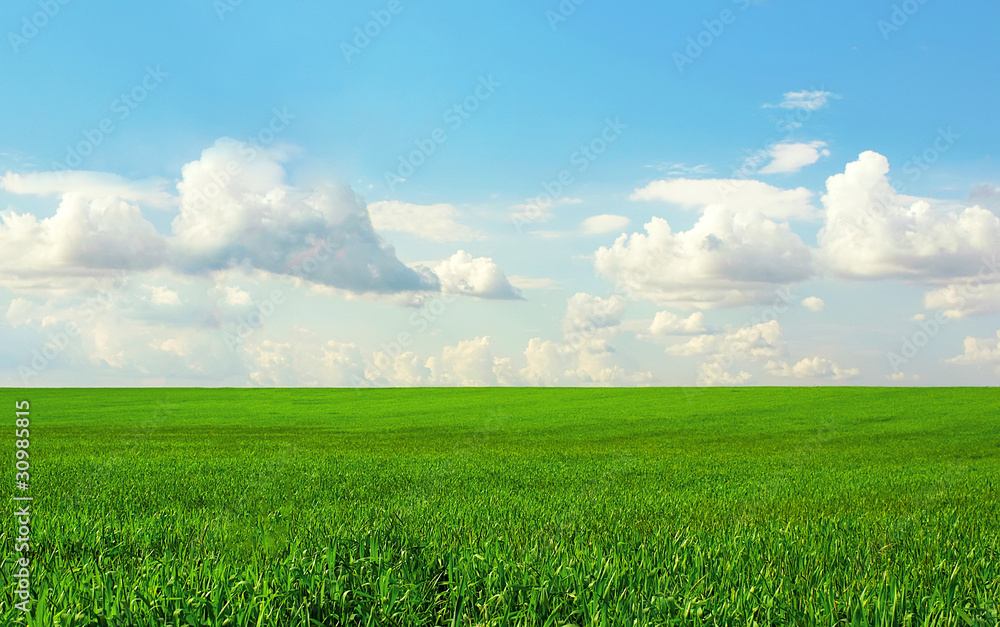 Fototapeta premium Green field and the blue sky