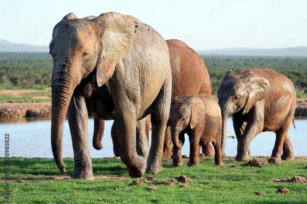 Elephants Family at Waterhole
