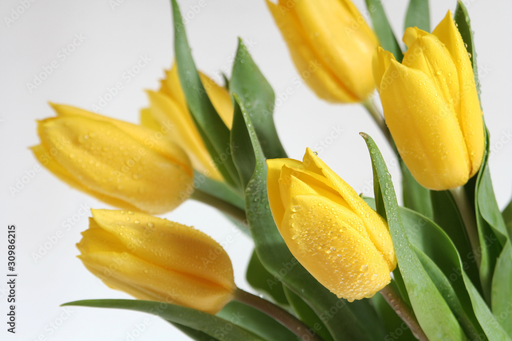 Fototapeta premium tulipany na białym tle