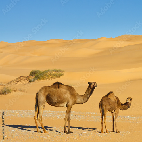 Camels in the Desert - Awbari Sand Sea, Sahara Desert, Libya photo