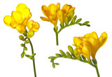 freesia collection