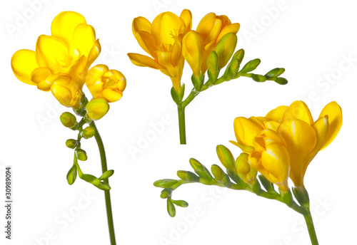 freesia collection photo