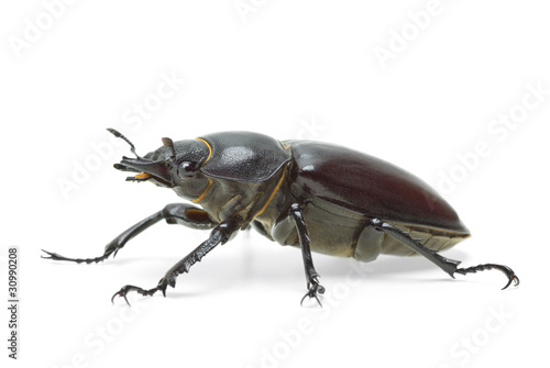 Female stag beetle