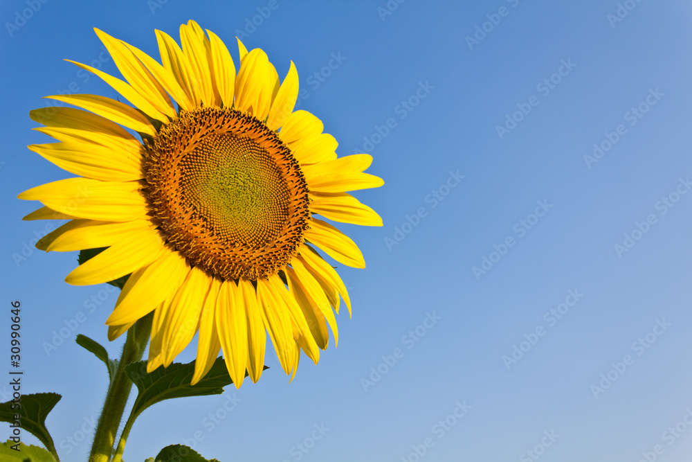 Blooming sunflower in the blue sky background Blooming sunflower in the blue sky background