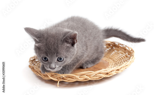 grey kitten plyaing photo