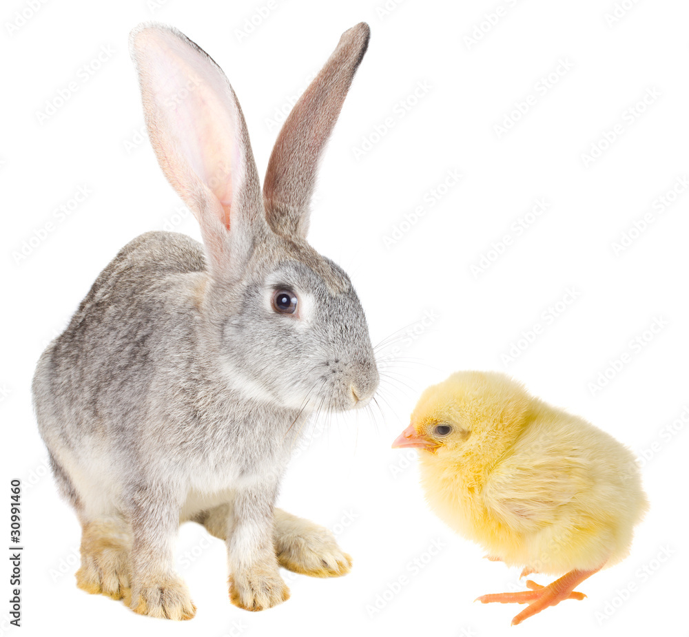 Fototapeta premium rabbit and chick