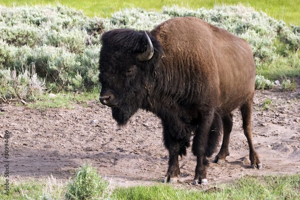 American bison