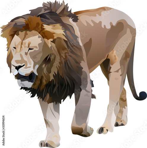 vector illustration of lion