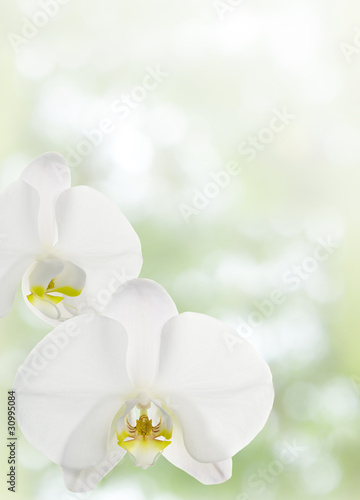 Fototapeta Naklejka Na Ścianę i Meble -  蘭の花