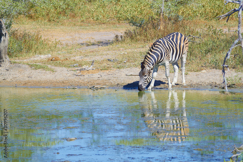 Zebra drinking water