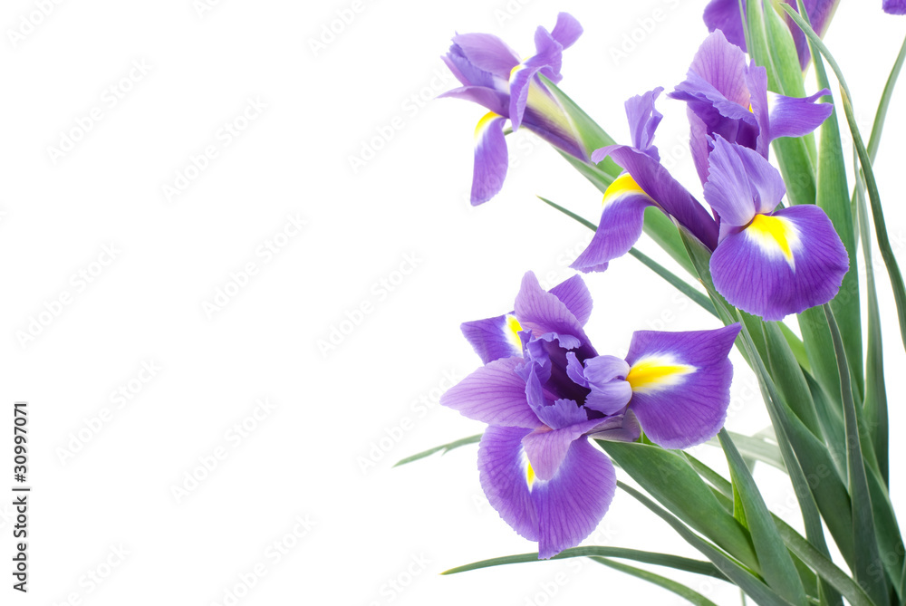 オランダアイリスの花 オランダアイリスの花