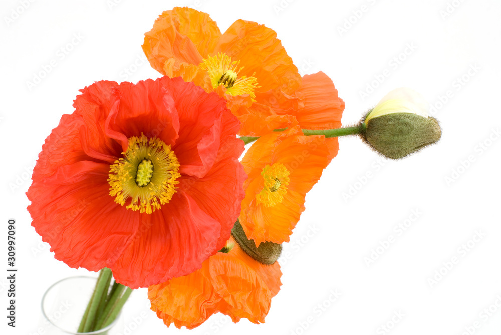 アイスランドポピーの花 Stock 写真 Adobe Stock アイスランドポピーの花 Stock 写真 Adobe Stock