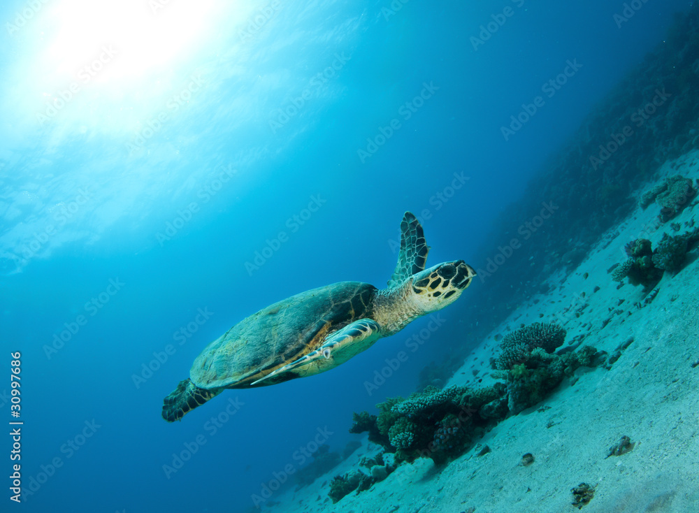 hawksbill sea turtle swims in clear blue ocean hawksbill sea turtle swims in clear blue ocean