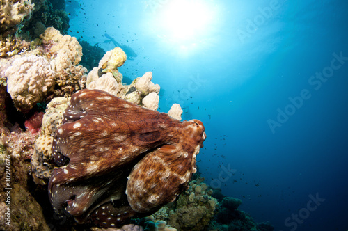 Red Octopus clings to coral reef © JonMilnes