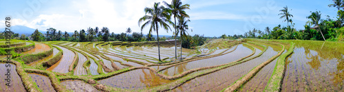 Rice terrace pano