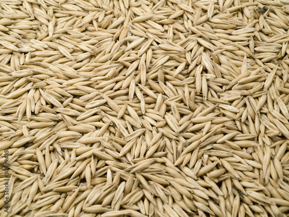 Oats grains