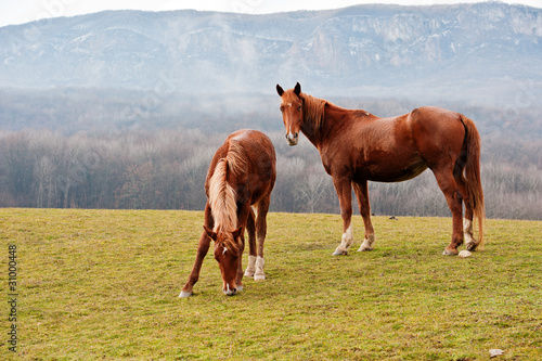 Horses on a pasture