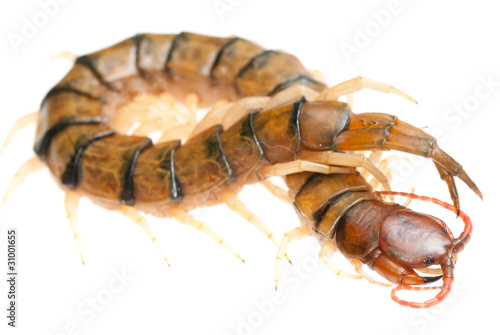 poison animal centipede