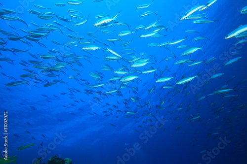 Shoal of Fish in Blue Water