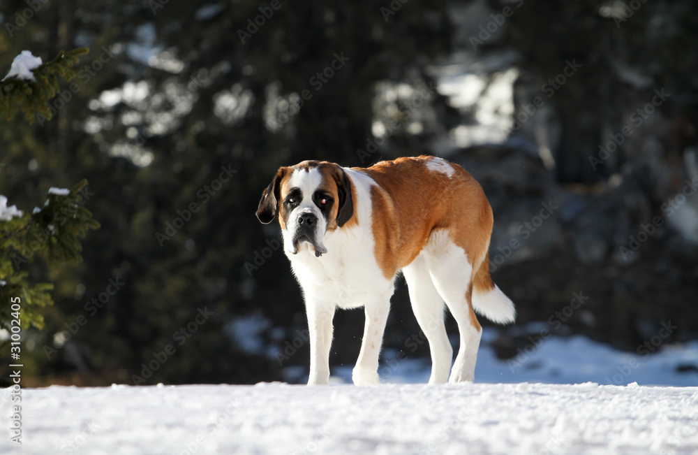 bernard dog in alps on snow