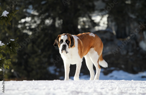 Fototapeta Naklejka Na Ścianę i Meble -  bernard dog in alps on snow