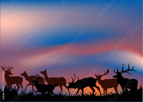 deers herd at sunset