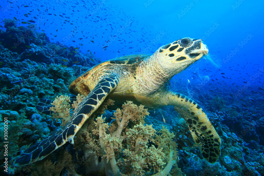 Fototapeta premium Hawksbill Sea Turtle