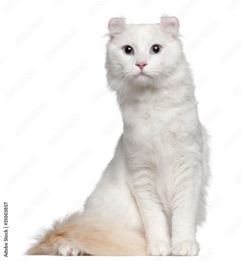 American Curl cat, 1 and a half years old, sitting