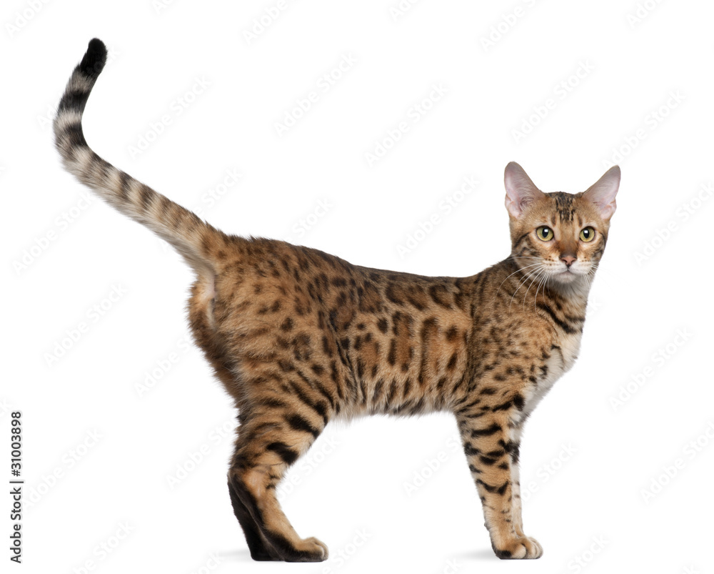 Bengal cat, 7 months old, standing in front of white background Bengal cat, 7 months old, standing in front of white background