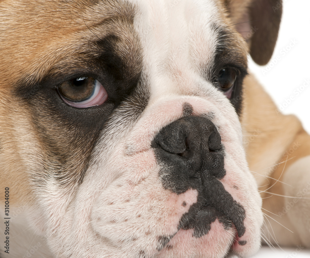 Close-up of English bulldog puppy, 4 months old