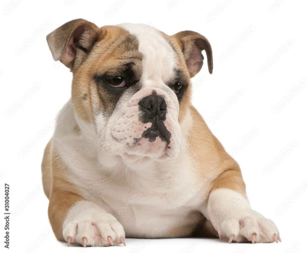 English bulldog puppy, 4 months old, lying