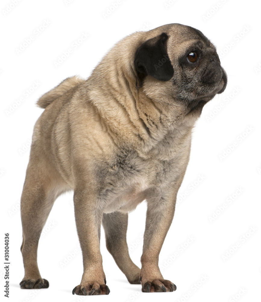 Old pug, 6 years old, standing in front of white background