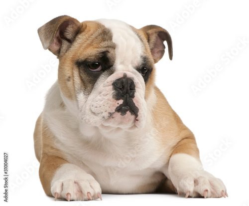English bulldog puppy, 4 months old, lying © Eric Isselée