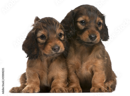 Dachshund puppies, 5 weeks old, sitting