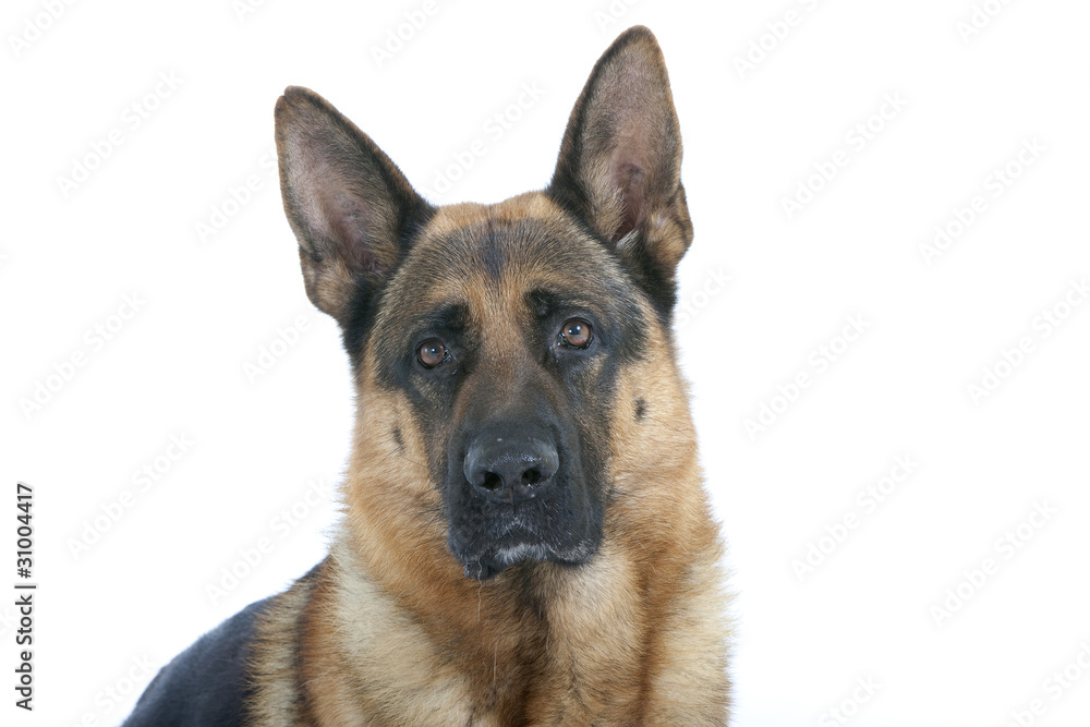 pastore tedesco - portrait - german shepherd dog