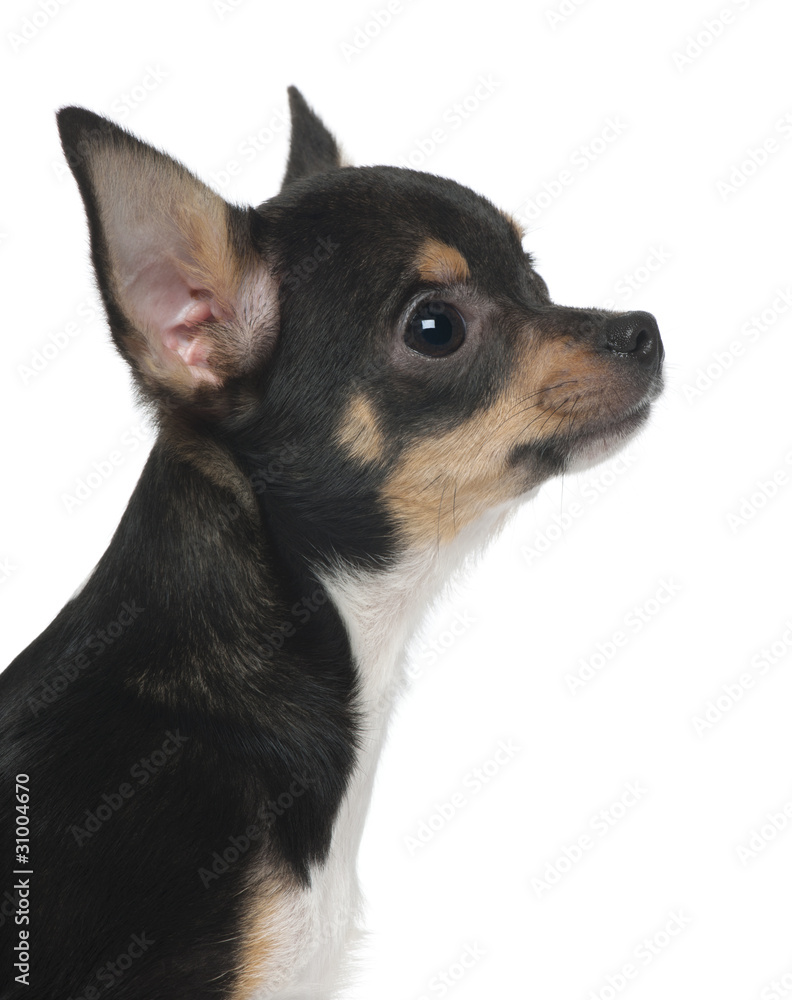 Close-up of Chihuahua puppy, 5 months old