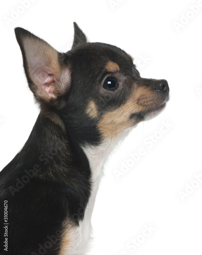 Close-up of Chihuahua puppy, 5 months old