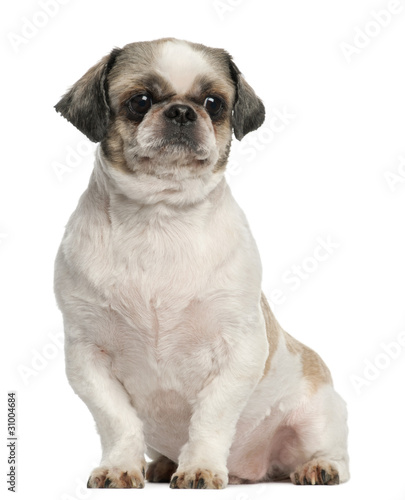 Shih Tzu, 8 years old, sitting in front of white background