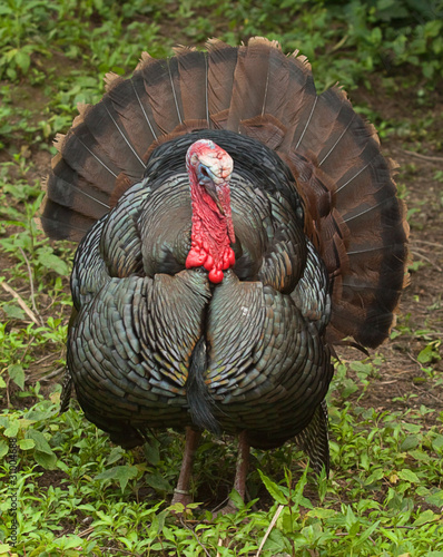 male turkey 8662