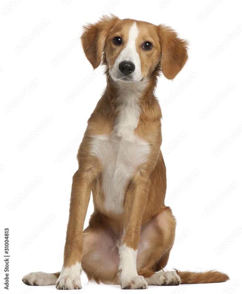 Mixed-breed puppy, 4 months old, sitting Mixed-breed puppy, 4 months old, sitting