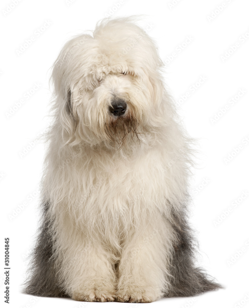 Old English Sheepdog, 2 and a half years old, sitting