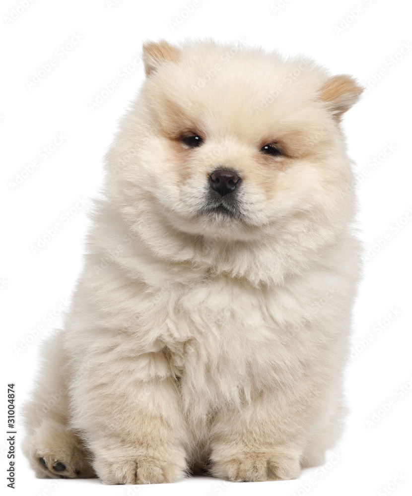 Obraz premium Chow chow puppy, 11 weeks old, sitting