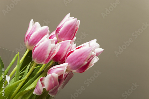 Fototapeta Naklejka Na Ścianę i Meble -  tulipe