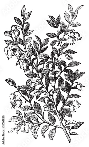 Bilberry, whortleberry or Vaccinium myrtillus engraving photo