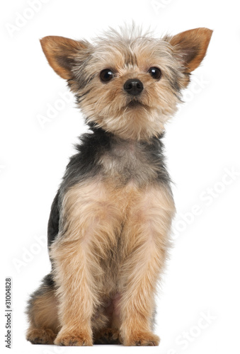 Yorkshire Terrier  3 years old  sitting