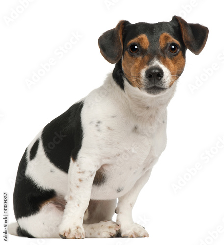 Jack Russell Terrier, 2 and a half years old, sitting © Eric Isselée