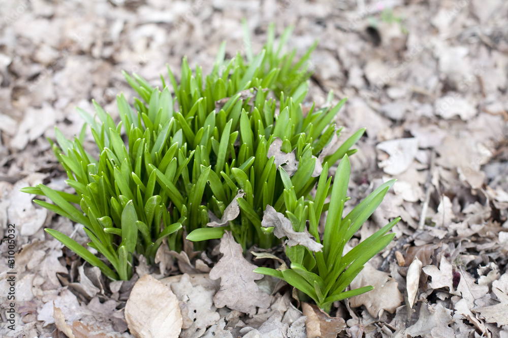 les crocus qui pousse les crocus qui pousse